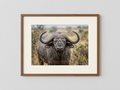 Bisonte Africano - Stampa Fotografica 30x24 cm